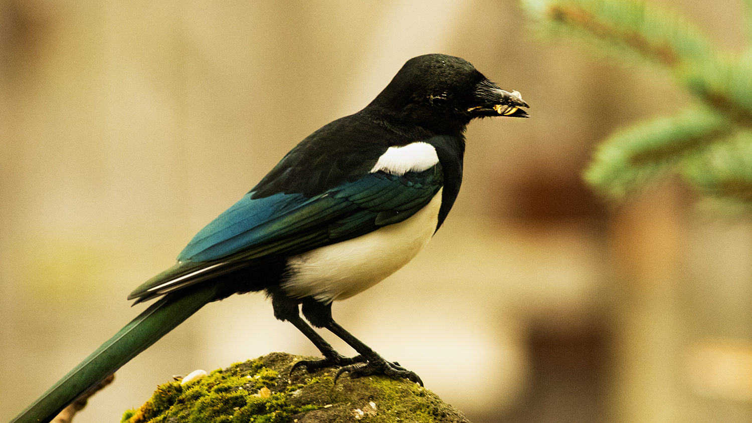 Eurasian Magpie